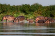 Hippos on the run : 2014 Uganda